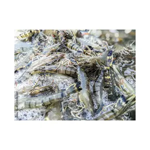 Fresh Frozen Vannamei Shrimps Live Eels for sale in good price