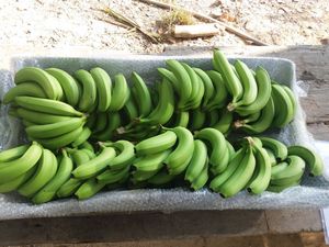 Calidad Premium-Fesh Green Cavendish Banana para la venta-Plátanos frescos naturales Cultivo más nuevo-exportación de frutas frescas en todo el mundo - Product Image 2