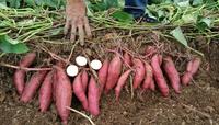 Pas cher prix vietnam Patate douce nouvelle récolte fraîche taille personnalisée orange violet