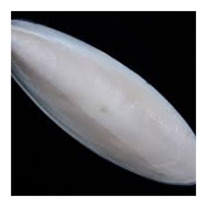 El mejor vendedor Cuttlebone blister de hueso de sepia seco disponible en Vietnam - Product Image 3