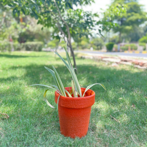 Pot en plastique polyvalent et abordable pour l'affichage des plantes - Product Image 1