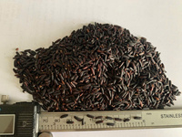 Arroz Jazmín de Vietnam, Grano Largo, Seco, Sin OMG, Ingredientes Nutritivos, Alimento Estándar de Exportación, Venta al por Mayor, OEM, Marca Privada