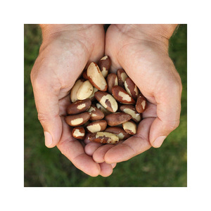 Nueces brasileñas disponibles para distribución a granel y alta demanda de revendedores - Product Image 6