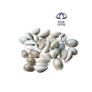 Petite plage en coquillage de vache Vietnam - Product Image 5