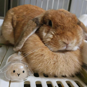 透明なウサギのキープ酒キーチェーンクリア樹脂置物ウサギの髪の収納 & パーソナライズされた記念ギフト - Product Image 2