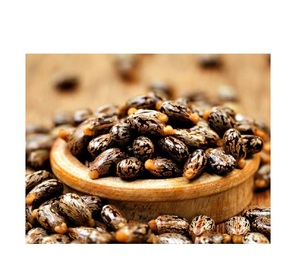 Fournisseur le moins cher de qualité supérieure en gros de couleur brune épices simples noyau de ricin brut/graines de ricin - Product Image 3