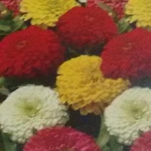 Graines de Zinnia Hybride Indo-Américaine Vibrantes – Fleurs de Jardin Faciles à Cultiver pour des Arrangements Frais - Product Image 4