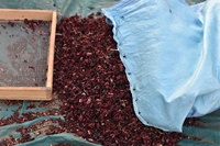 100% Bio und reines wild getrocknetes Hibiskus-Blumensamen-Direkt pulver für Premium-Tee zur Herstellung von Landwirtschaft produkten