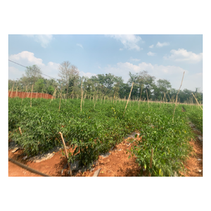 Chile picante rojo entero orgánico secado 1 Kg empaquetado a granel con vida útil de 12 meses para el mercado de China - Product Image 3