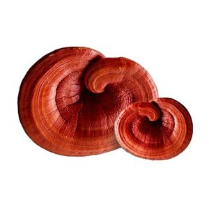 Champignons reishi séchés en tranches fournisseur vietnamien pack dans un sac PA - Product Image 3