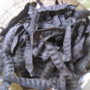 蜂蜜刺槐皂荚用于脱发和虚弱的头发/Bo Ket种子越南用于光滑洗发水