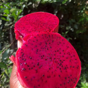 Le meilleur fruit du dragon rouge vietnamien frais pour les marchés mondiaux - Product Image 1