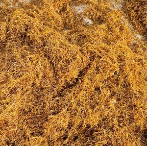 Mezclas personalizadas de color marrón y dorado, para liar, suministro a granel de fábrica, hierbas indias doradas a granel, suministro de mezclas con sabor natural - Product Image 5