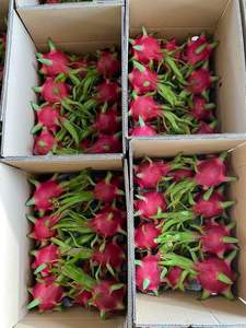 100% ผลไม้มังกรเนื้อแดงสดแบบธรรมชาติรสหวานคุณภาพสูงจากผู้ผลิตเวียดนามสำหรับ2024ส่งออก | ฤดูกาลที่ยิ่งใหญ่ - Product Image 3