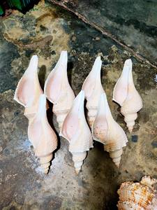 Vente chaude de coquillages vietnamiens en gros pour la décoration: Prix de gros - Product Image 6