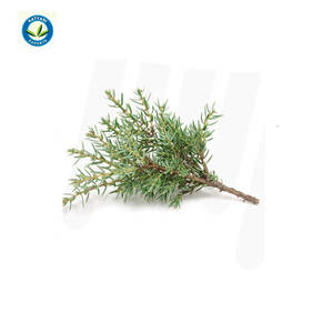 Ot-Ell Lant Xtract atatural ypress ssential Il herherapeutic ade Rade ypress Il uy ROM Ndian upplier - Product Image 3