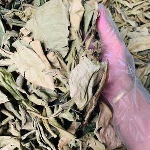 Feuilles de pomelo séchées en gros du Vietnam, arôme frais, naturel, boisson saine et usage culinaire, Mme Sophie - Product Image 6