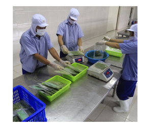 Hojas de yuca congeladas BQF para exportación a granel, venta al por mayor, hojas de yuca congeladas asequibles picadas de Vietnam, la mejor calidad - Product Image 3