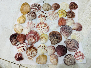 Coquille de coquillage naturelle pour approvisionnement en vrac, adaptée à la décoration intérieure, à l'artisanat, à l'art, aux bijoux et à la décoration d'événements - Product Image 6