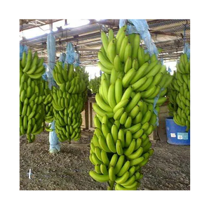 Vente en gros de bananes Cavendish vertes de bonne qualité à prix abordable - Product Image 1