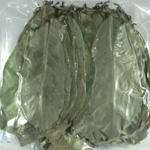 FEUILLE DE SOURSOP SÉCHÉE EN VRAC POUR L'EXPORTATION-QUALITÉ SUPÉRIEURE-APPROVISIONNEMENT DIRECT - Product Image 1