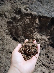 Engrais en poudre de fumier de vache biologique premium pour plantes d'intérieur, booster de santé du sol de jardinage, écologique, approvisionnement en vrac - Product Image 4