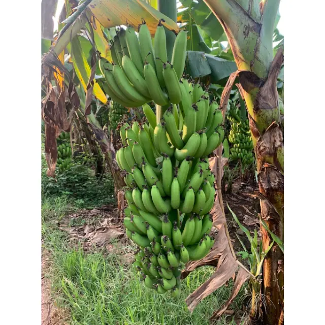 Vietnam Fresh Green Cavendish Banana-Banane fraîche-Produit haut de gamme Fruits et légumes frais du Vietnam