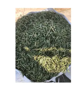 Premium-Qualität Meist verkauftes Alfalfa Hay Rhodes Hay Horse Feed Zum Großhandels preis aus Indien erhältlich