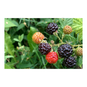 Berries silvestres a granel disponibles a precios competitivos ideales para mayoristas y exportadores - Product Image 1