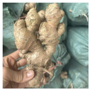 Gingembre frais en vrac du Vietnam de qualité supérieure, gingembre frais de haute qualité avec arôme naturel et saveur épicée pour la cuisine, le thé et l'exportation - Product Image 6