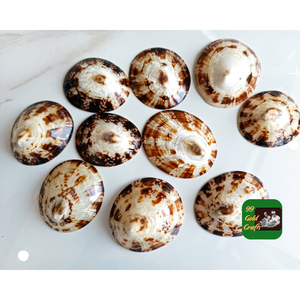 COQUILLES DE LIMPETTES TEXTURÉES UNIQUES POUR LA FABRICATION DE BIJOUX DE BRICOLAGE DOMESTIQUE ET PROJETS D'ARTISANAT MATÉRIAU NATUREL - Product Image 5