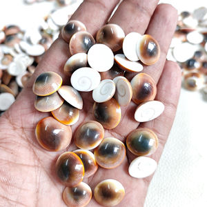 เปลือกหอยตาแมวแห้ง ขายส่ง เปลือกหอยโอเกนต์ ชakra ชีวะ  เปลือกหอยแห้งจากเวียดนาม - Product Image 4