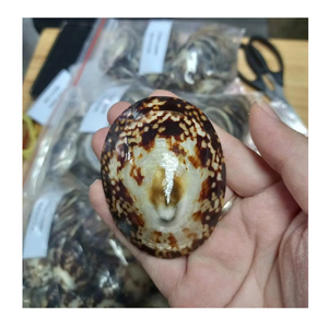 Coastal Decor Limpet Shell de 99 Gold Data Vietnam Utilizado en proyectos de arte hecho a mano y Shell con Limpet Shell - Product Image 6