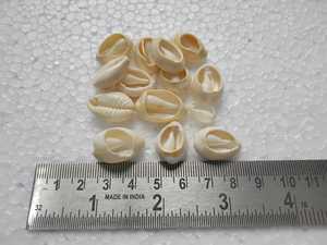 Coquilles cauris naturelles sur mesure blanchies et de couleurs naturelles idéales pour les créateurs de bijoux et les magasins de perles pour la revente - Product Image 6