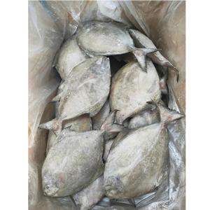 Red Frozen Pomfret/Pompano IQF Block Top Todo el cuerpo Delicious Nature Vida útil de 24 meses - Product Image 5