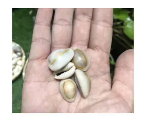 Multi Color Charms Beads Colorful Cowrie Shells Sea Shell For Jewelry Making DIY