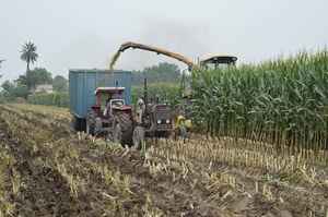 Optimales Wachstum Premium Tierfutter Mais silage für Schweine Rinder Pferde Essentielle Ernährung Bereitstellung - Product Image 6