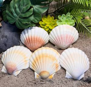 Concha de Vieira Natural de Vietnam // Concha de Diamante al por Mayor para Decoración de Interiores y Manualidades - Product Image 2