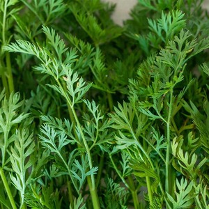 Polvo de betacaroteno soluble en agua de pigmento alimentario de color natural de grado alimenticio en precio asequible - Product Image 3