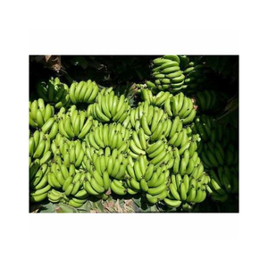 Exportadores de Plátanos Cavendish Frescos, Plátanos Cavendish Amarillos y Verdes, Cajas de 13 kg, Mejor Calidad - Product Image 6