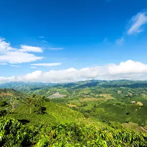 Topkwaliteit Lage Prijs Koffiebonen Robusta Honing Groene Bonen Maat 18 Vietnam Productie Met Verschillende Smaak Van Vietnam Koffie