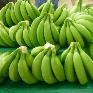 Vente en gros de bananes fraîches Cavendish vertes fournitures de haute qualité à prix compétitif - Product Image 5