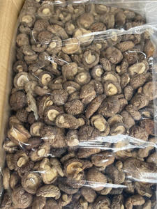 Exportateur de champignons shiitake secs du Vietnam, produits agricoles à prix raisonnable et en grandes quantités - Product Image 6