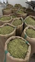 Graines de cardamome biologiques de haute qualité du Brésil Prix préférentiel pour les produits agricoles verts du Guatemala
