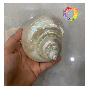 Shell Turbo poli brillant de qualité supérieure pour l'exportation de décoration de réservoir de récif de corail d'aquarium - Product Image 5