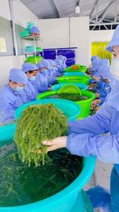 Raisins de mer/King Umibudo Déshydraté Lato Algues Caviar Vert Superfood Budget-Friendly Premium Quality - Caryln 0084935825297 - Product Image 3