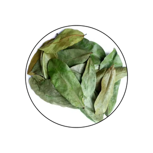 100% TOUTES LES FEUILLES NATURELLES DE GUANABANA/FEUILLES DE SOURSOL/FEUILLES DE GRAVIOLA DU VIETNAM // M. Kevin + 84 968311314 - Product Image 1