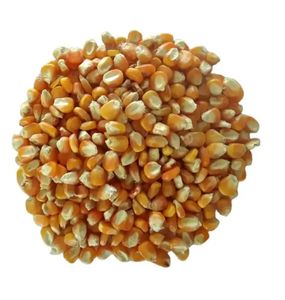 ซื้อข้าวโพดสีเหลือง/ข้าวโพดที่ไม่ใช่จีเอ็มโอสำหรับบริโภคโดยมนุษย์ ข้าวโพดสีเหลือง - Product Image 1