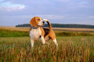 Collar de perro de cuero con cuentas azteca hecho a mano de cuero genuino, diseño tribal, hebilla ajustable para perros medianos y grandes - Product Image 6