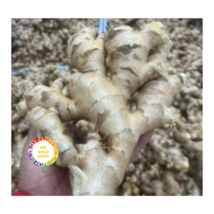 รากขิงสดจากธรรมชาติคุณภาพระดับพรีเมี่ยมจากเวียดนามในราคาที่แข่งขันได้สำหรับตลาดส่งออก - Product Image 4